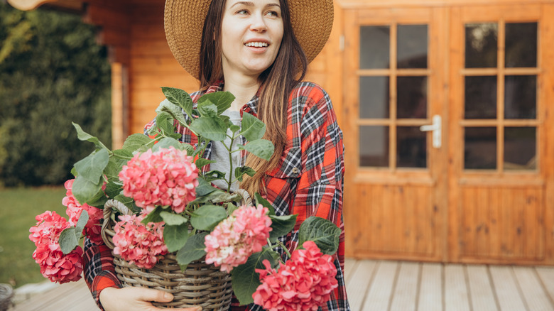 A woman wearing a hat and a flannel shirt is holding a potted hydrangea with pink blooms