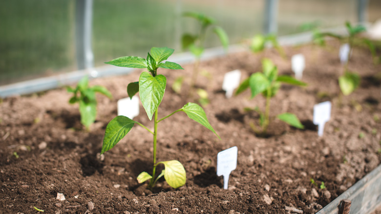 Pepper plant grows inside a small greenhouse.
