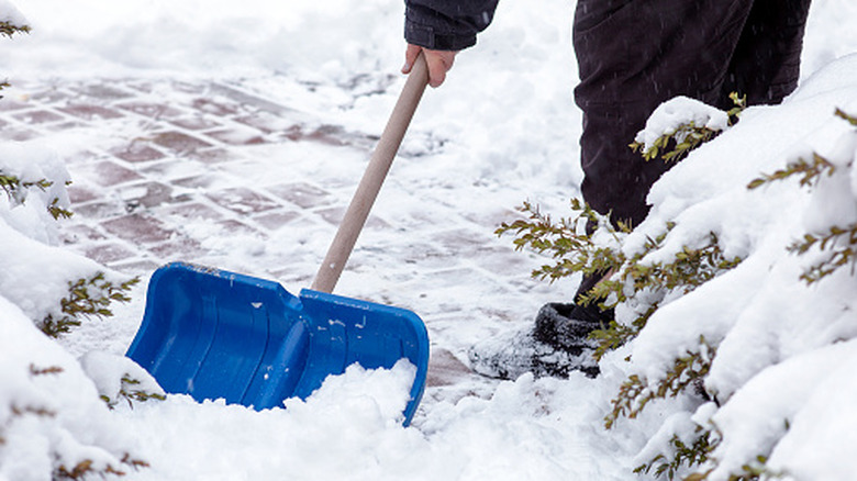 Someone shoveling snow from a walkway while snow is on bushes surrounding it