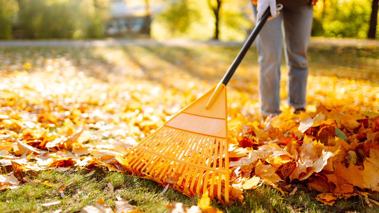 A woman rakes leaves on sunny fall day.