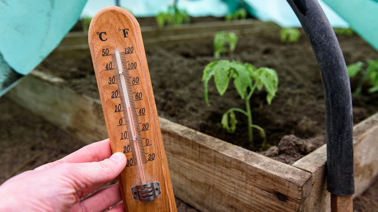 Man holds a thermometer near sprouts.