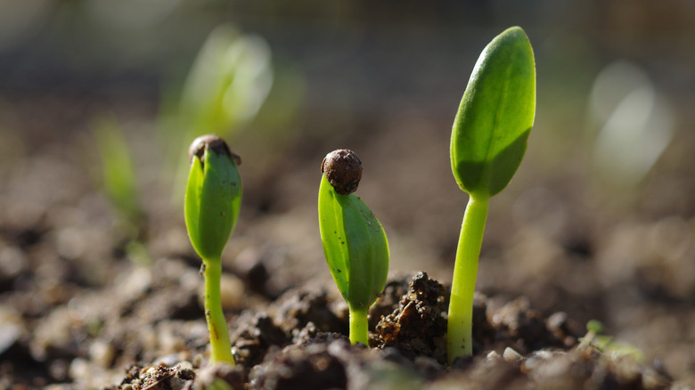 Seeds germinating and sprouts appearing from the soil.