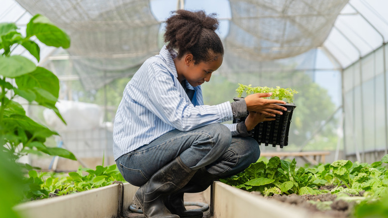 Gardner holds tray of seedlings in a planted hoop house.