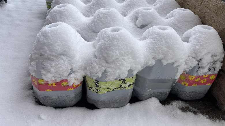 Cold stratification of seeds in milk jugs outside covered in snow.