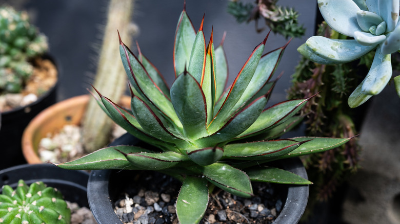 Agave plant grows in a pot.