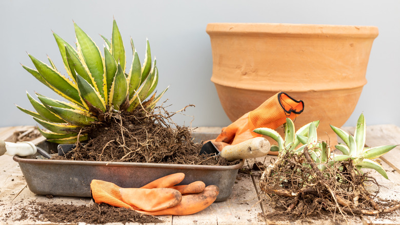 An agave plant that's been taken from its pot and lies in a tray with gardening gloves and a trowel.