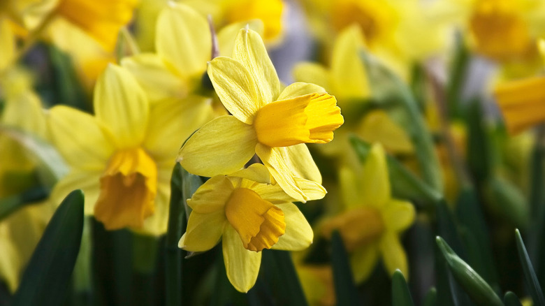 A planting of daffodils bloom with yellow flowers.