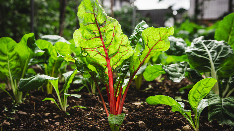 Swiss chard grows in a garden.