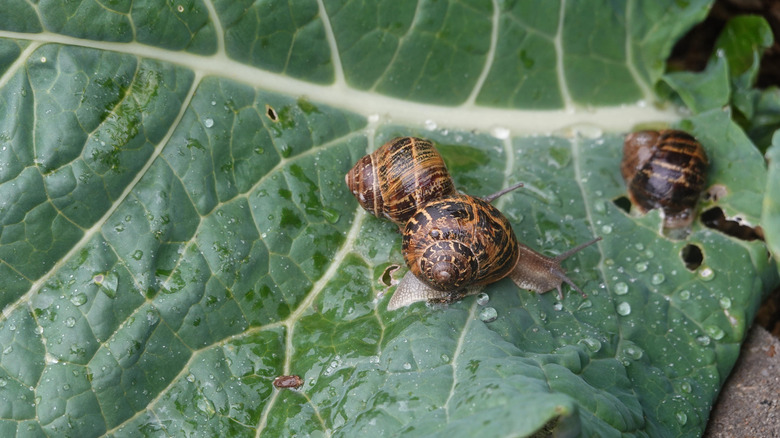 Three brown garden snails feeding on a green cabbage leaf