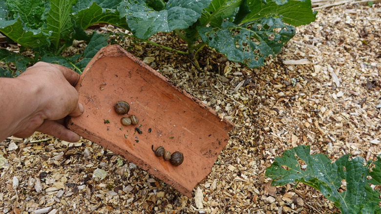 A gardener's hand lifting up a snail trap to reveal six snails beneath