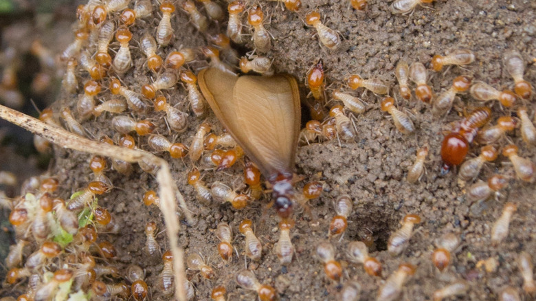 Winged termites emerge from the  ground.