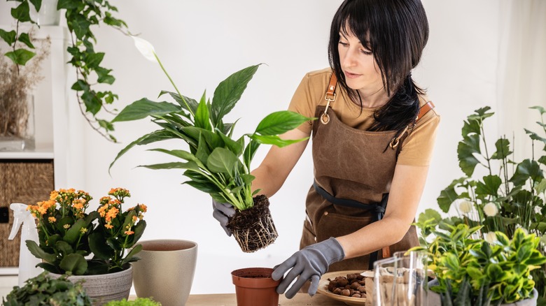 Gardener takes a peace lily out of a pot.
