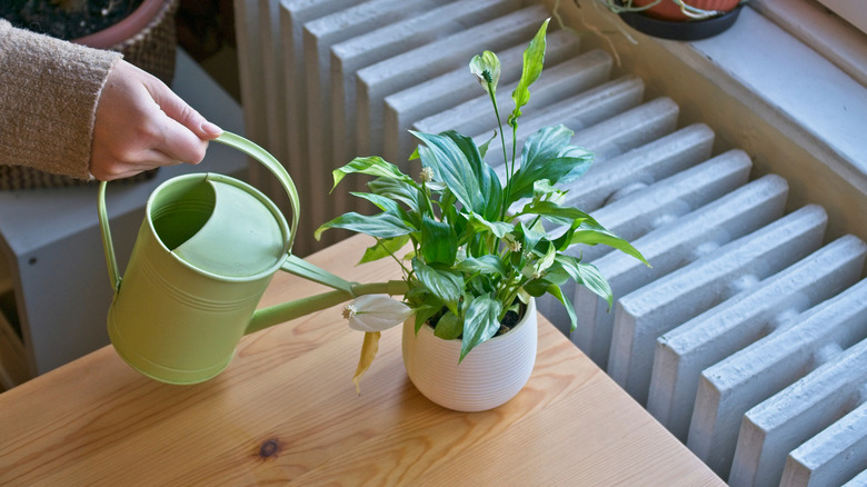 A woman waters a small peace lily in a small white pot.