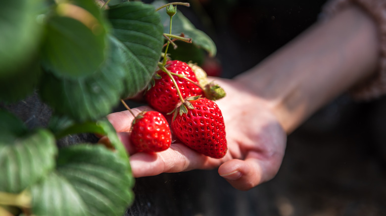 Ripe strawberries are picked from a plant.