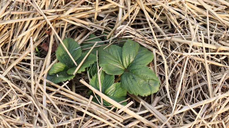 A strawberry plant begins to grow through straw.