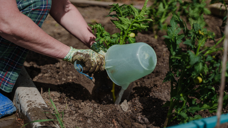 A gardener pours a bucket of water near the base of a plant.