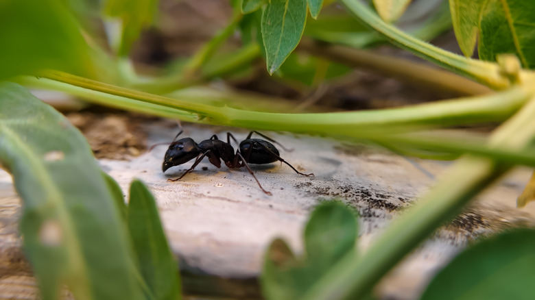 An ant crawls on a plant's container.