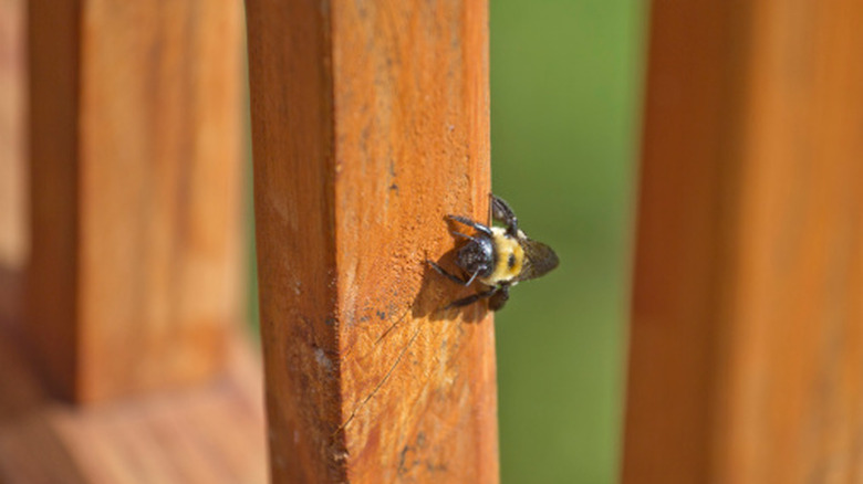 Closeup of a black and yellow carpenter bee sitting on the leg of a wooden deck.
