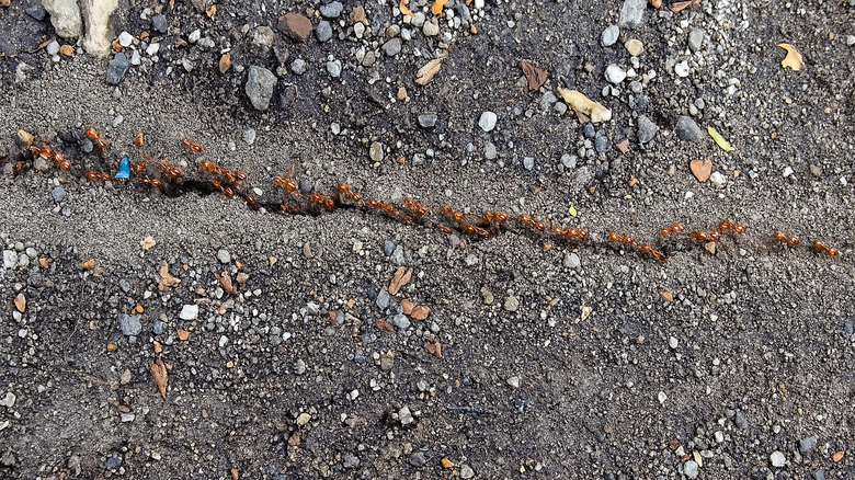 A line of ants crawl along soil in a straight line.
