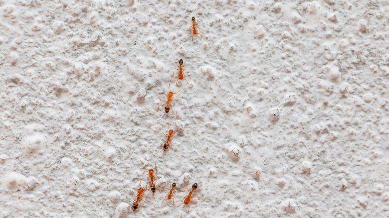 A trail of red imported fire ants walk along a white stone wall.