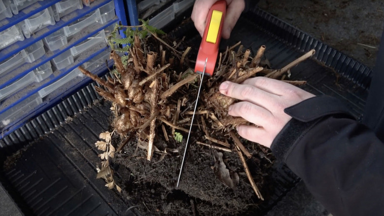 A hand holding a red and yellow hand saw is cutting into the a root ball with brown stems emerging.