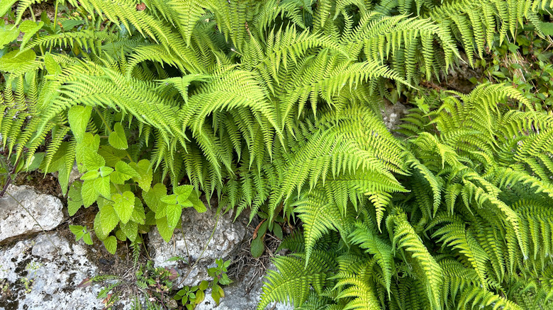 Triangular chartreuse fronds of a fern are planted next to white-gray stones in the ground.