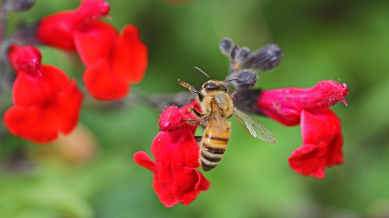 A honeybee pollinating bright red Salvia x jamensis blossoms in closeup