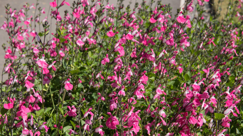 Pink and white Salvia x jamensis flowers with green foliage