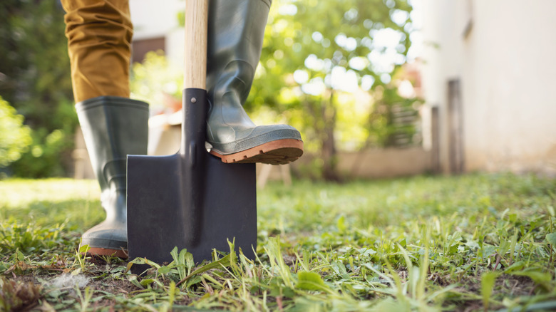 A garden in rain boots uses a shovel to dig.