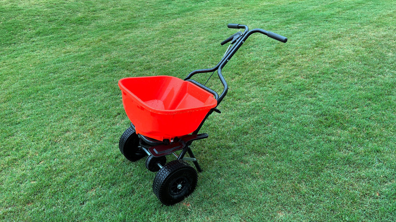 A red granular fertilizer spreader on a green Bermuda grass lawn