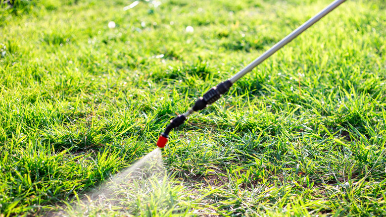 A pressure sprayer fertilizing a green lawn
