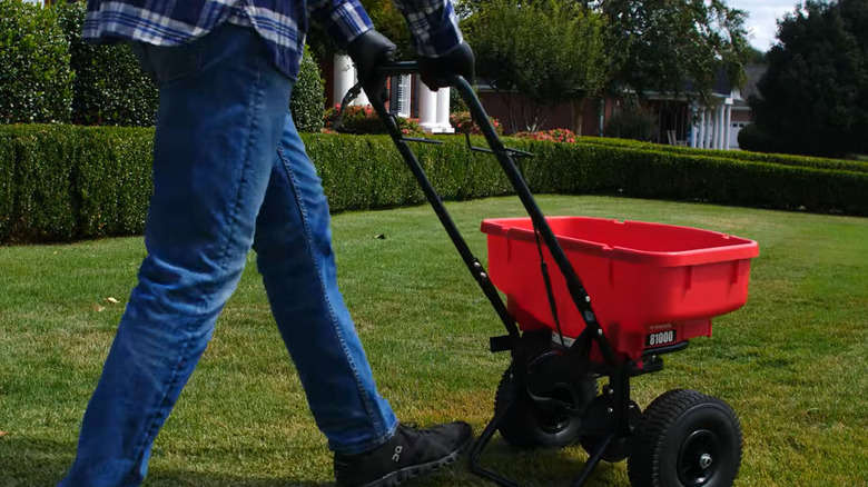 A homeowner fertilizes a centipede grass lawn.