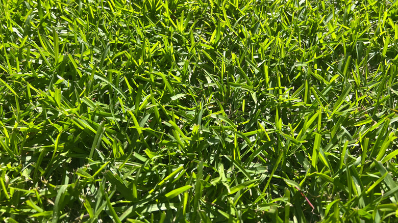 A lush centipede grass lawn flourishes.