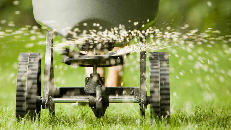 A fertilizer spreader scattering white fertilizer granules on a green lawn