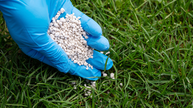 A blue gloved hand applying white fertilizer granules to a green lawn