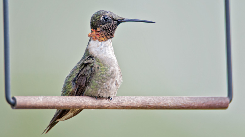 A hummingbird perches on a swing.