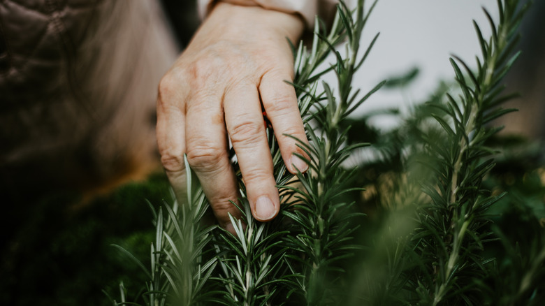 A gardener's hand touching a rosemary plant