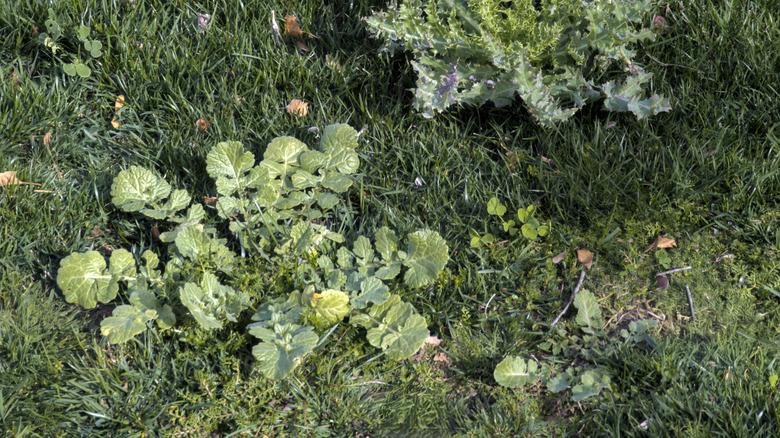 Two weeds grow in a lawn.