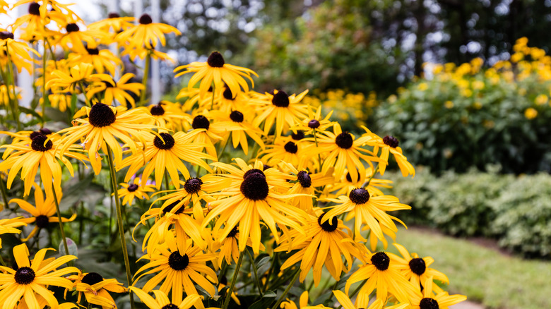 Black-eyed Susan flowers grow together in a clump.