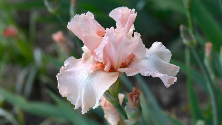 Close up of a pink bearded iris flower.