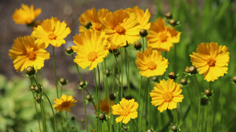 Golden tickseed flowers stand in a field.