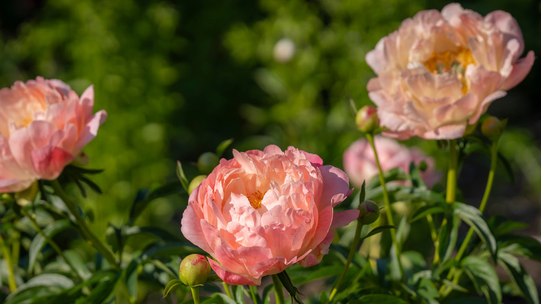 Pink peonies bloom in the sun.