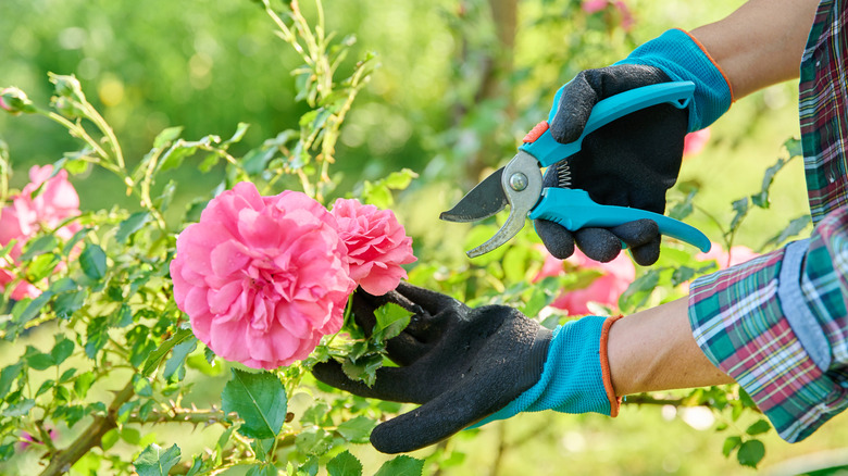 Close up of a woman's hands in gardening gloves pruning a rose.