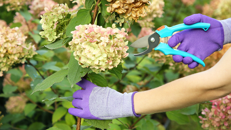 A woman prunes a flowering purple perennial.