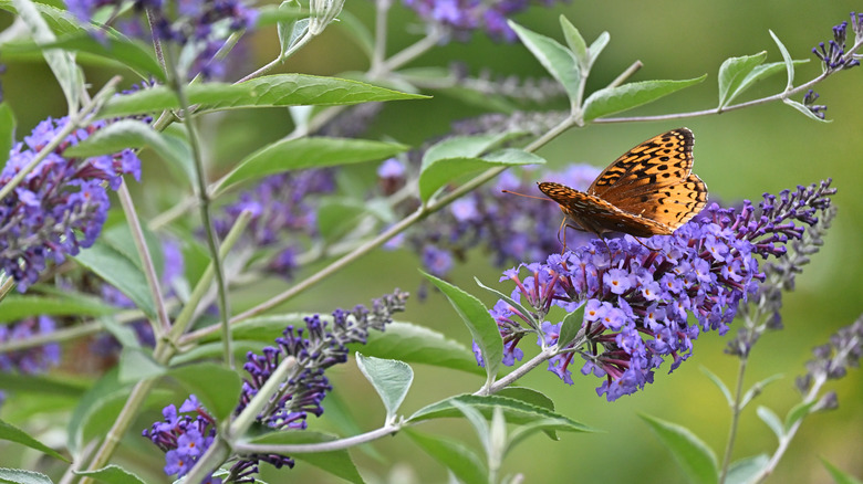 A butterfly sits on a butterfly bush.