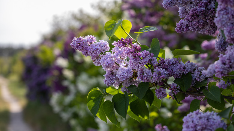 Purple lilac flowers bloom on a branch in the sun.