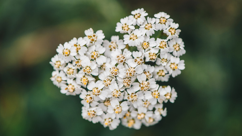 Zoomed in view of white yarrow flowers.