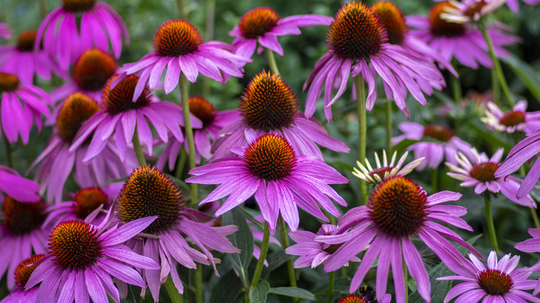 Purple cone flowers grow in a garden.