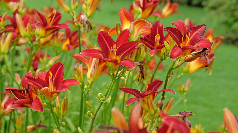 Clumps of red daylilies grow.