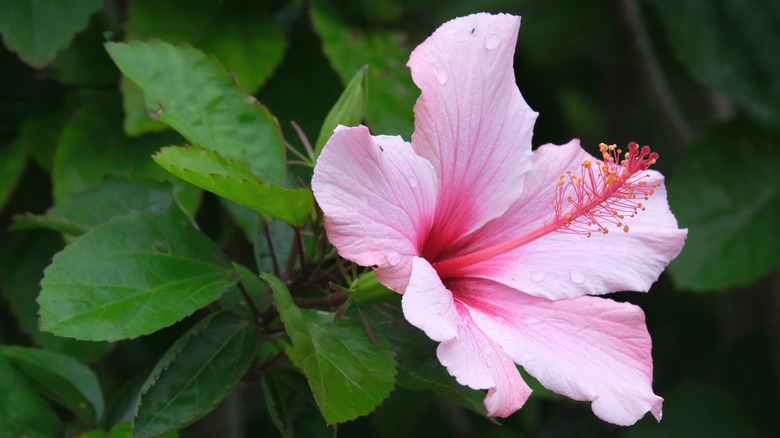 Close up of a single pink hibiscus bloom.